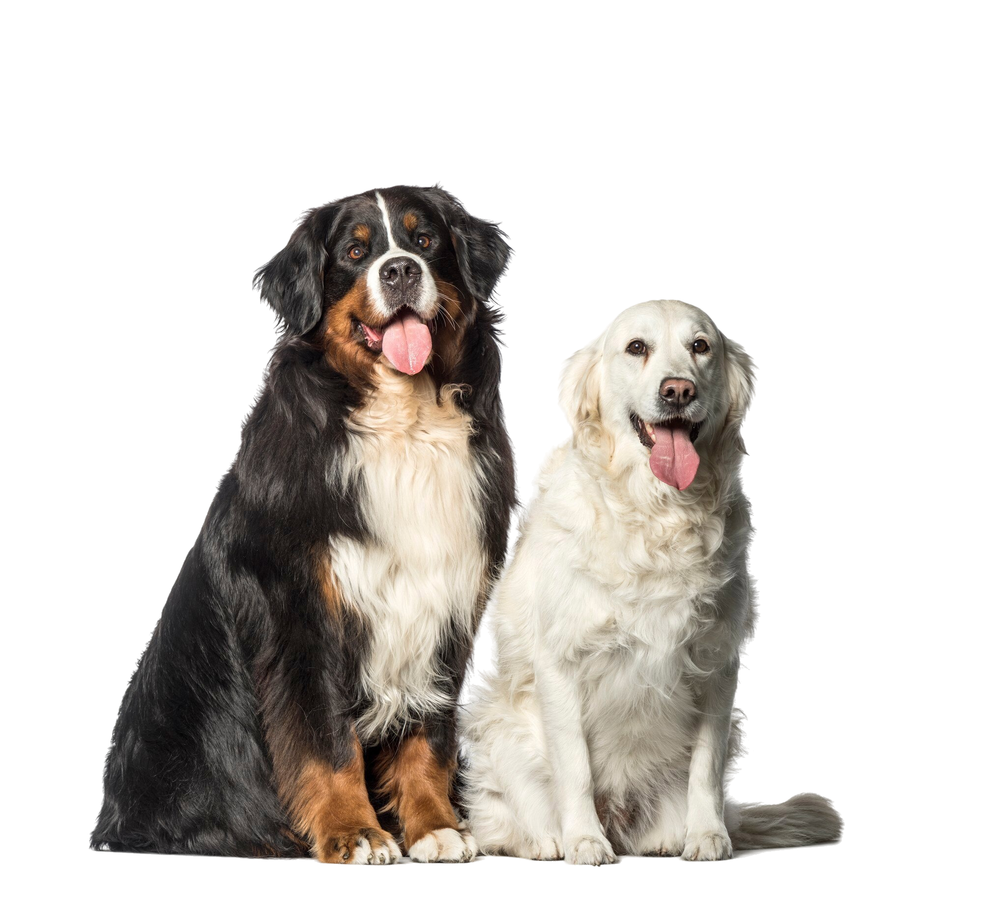 Dog food category zoogaga
